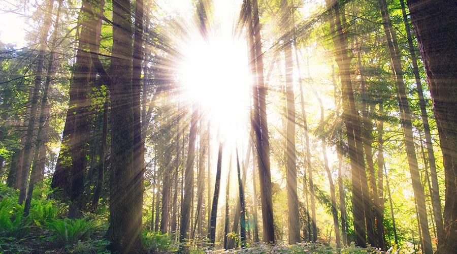 sun-shinging900.jpg