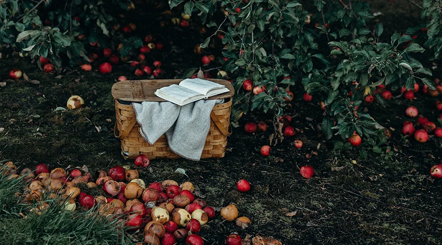 harvest-dianna-hobbs.jpg