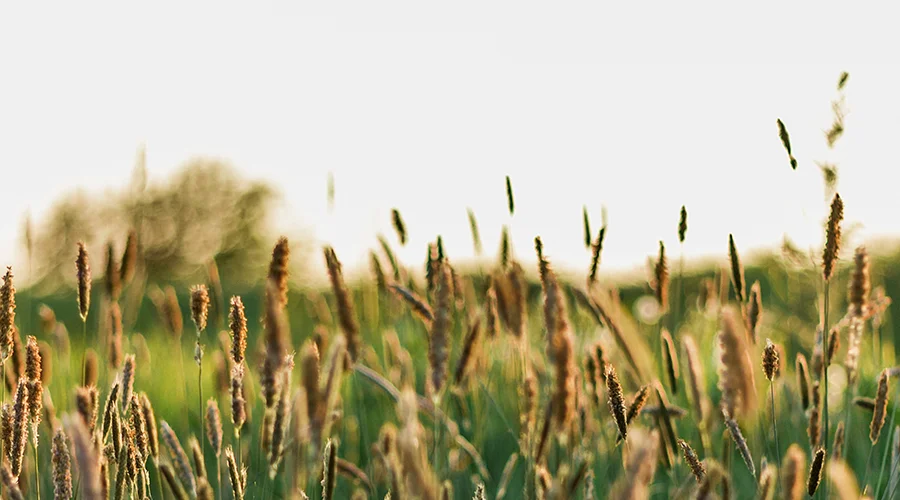 wheat-harvest.jpg