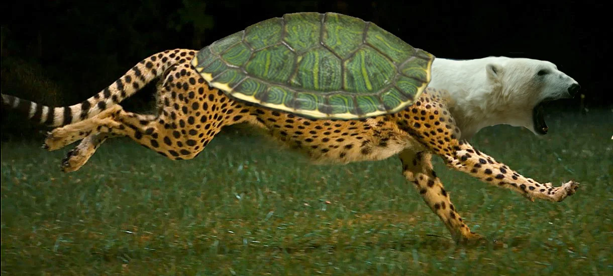 PolarCheeTurtle.jpg