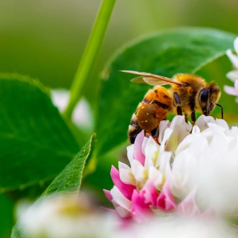 Bipollen er lille, men virkelig magtfuld