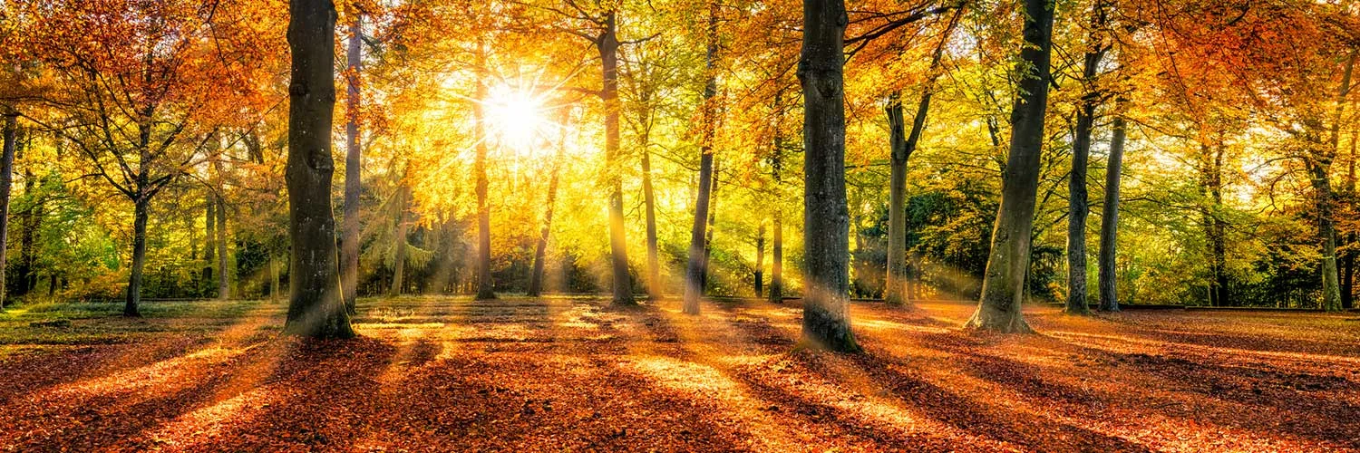 silent_walk_forest.jpg