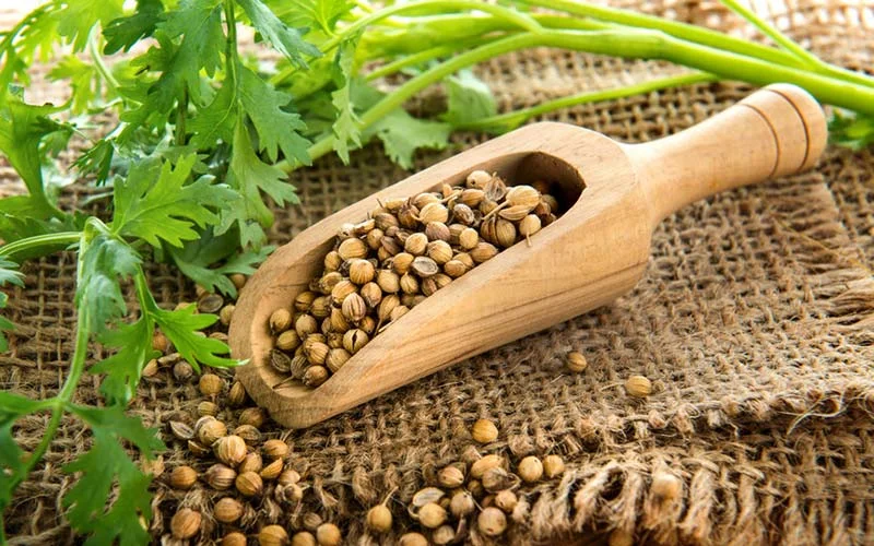 coriander.jpg