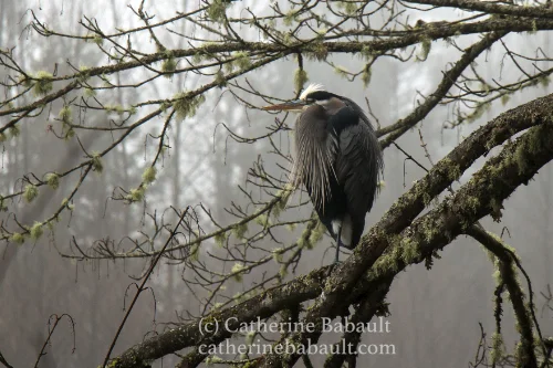 Heron on a branch, Oyster River