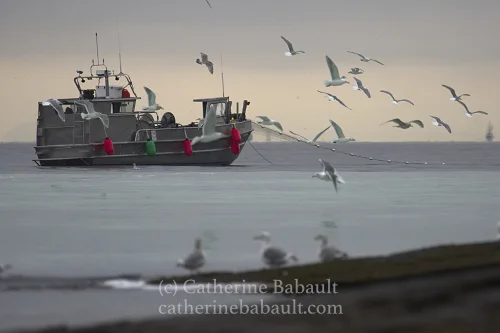 Fishing boat and gulls, herring spawn off Denman Island