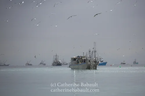 Fishing boat and gulls, herring spawn off Denman Island