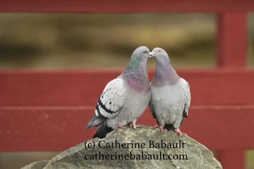 Mating season on Vancouver Island, BC, Canada.