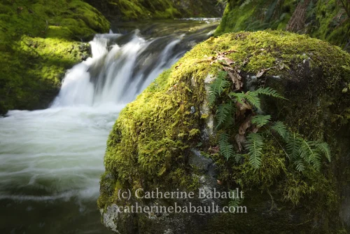 Fine Art Print Sale