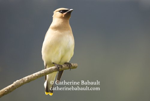  cedar waxwing (Bombycilla cedrorum) 
