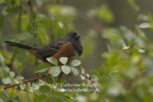  spotted Towhee (Pipilo maculatus) 