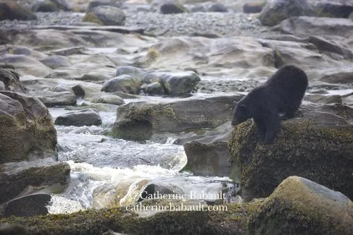  Black bear, Ursus americanus vancouveri, Vancouver Island, British Columbia, Canada, rights-managed, stock images, © Catherine Babault 