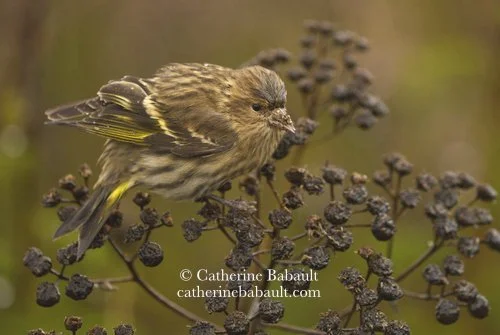  pine siskin (Spinus pinus) 
