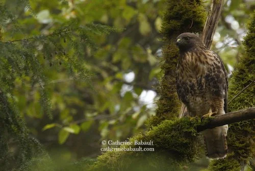  red-tailed hawk (Buteo jamaicensis) 