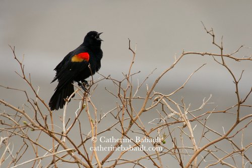  red-winged blackbird (Agelaius phoeniceus) 