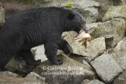  Black bear, Ursus americanus vancouveri, Vancouver Island, British Columbia, Canada, rights-managed, stock images, © Catherine Babault 