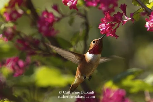  male rufous hummingbird (Selasphorus rufus) 