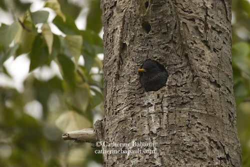  European Starling (Sturnus vulgaris) nesting 