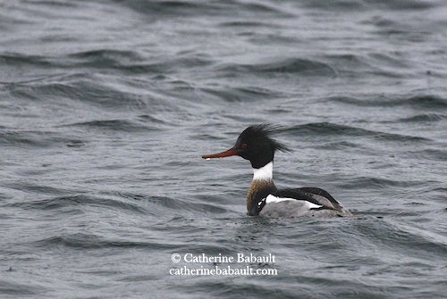  male red-breasted merganser (Mergus serrator) at the end of winter 