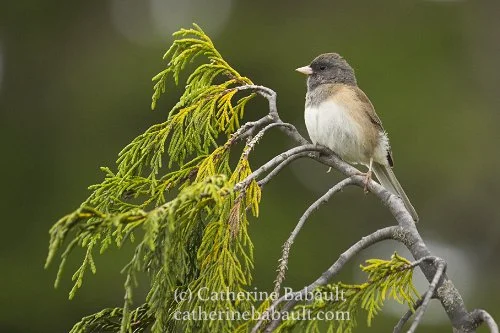  dark-eyed Junco (Junco hyemalis oreganus) 