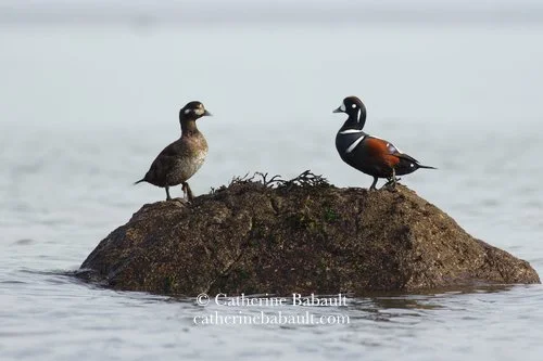 harlequin ducks (Histrionicus histrionicus) 