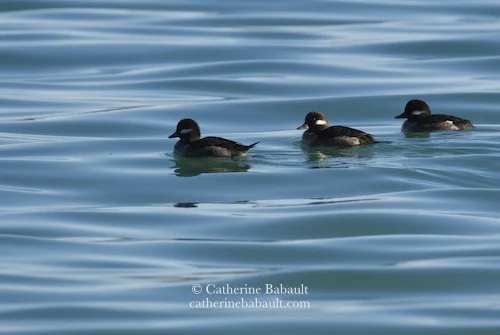  female bufflehead (Bucephla albeola) during the herring spawn 