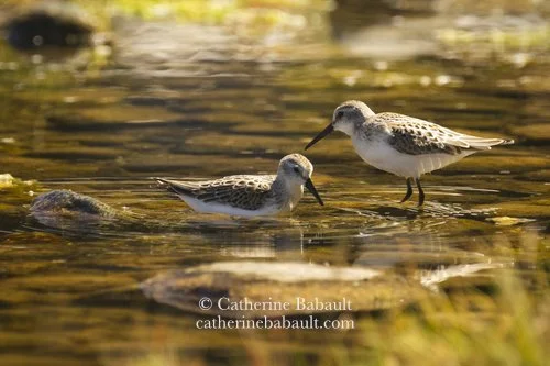  Least sandpiper (Calidris minutilla) 