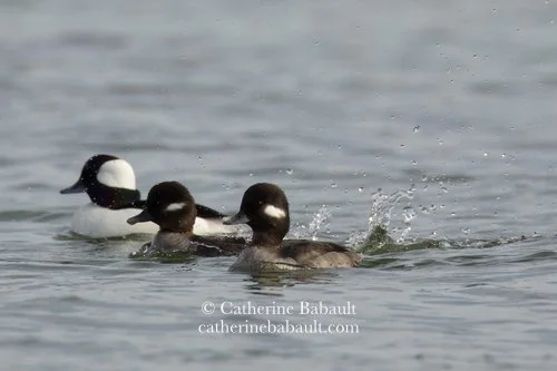  two females and a male bufflehead (Bucephala albeola) 