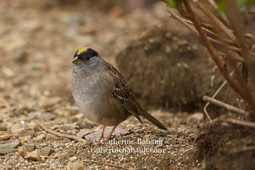  male golden-crowned sparrow (Zonotrichia atricapilla) 