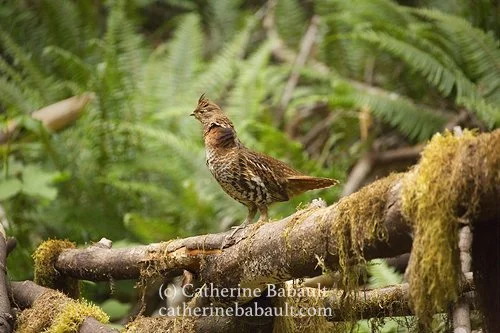  male ruffed grouse (Bonasa umbellus brunnescens) 
