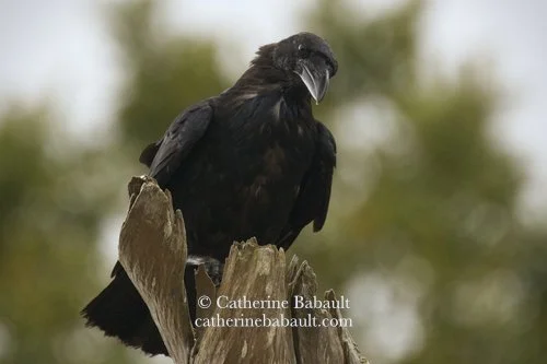  common raven (Corvus corax) 