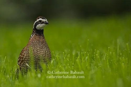  male Northern Bobwhite (Colinus virginianus) 