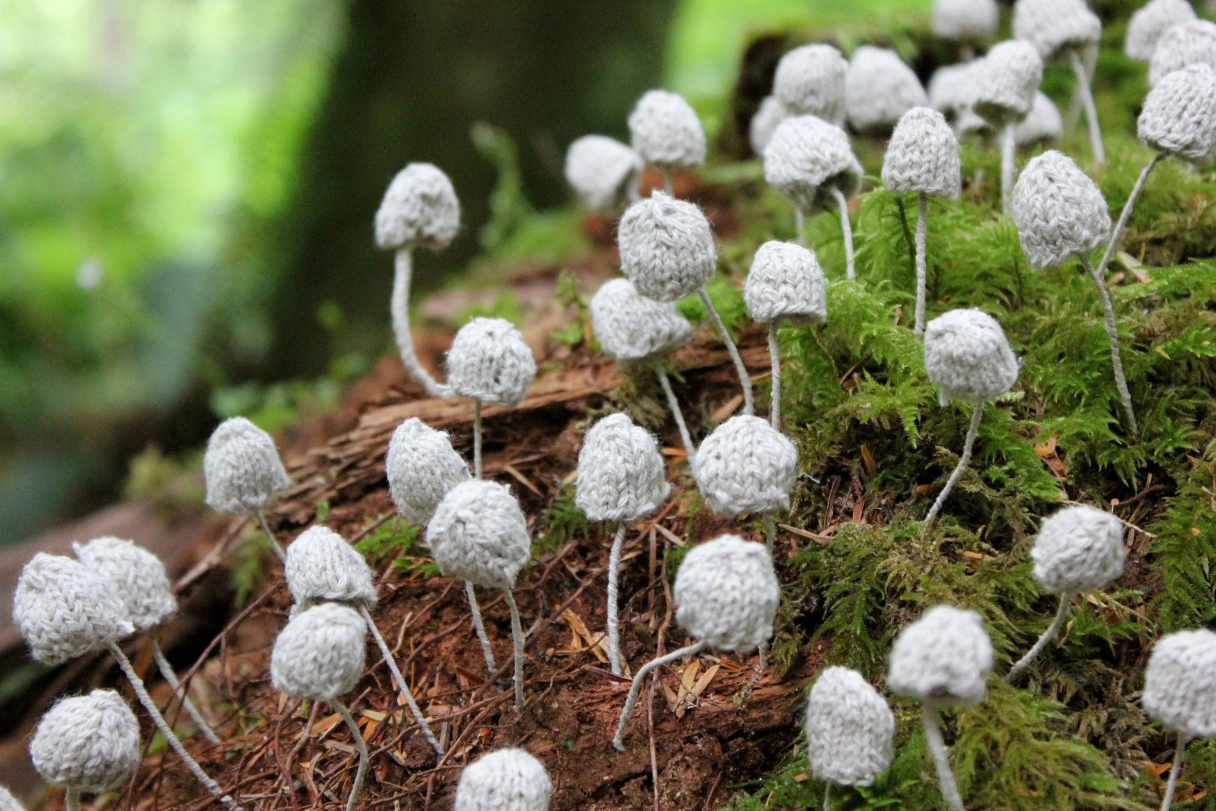 LM Decomposition Colony 1-2.jpg