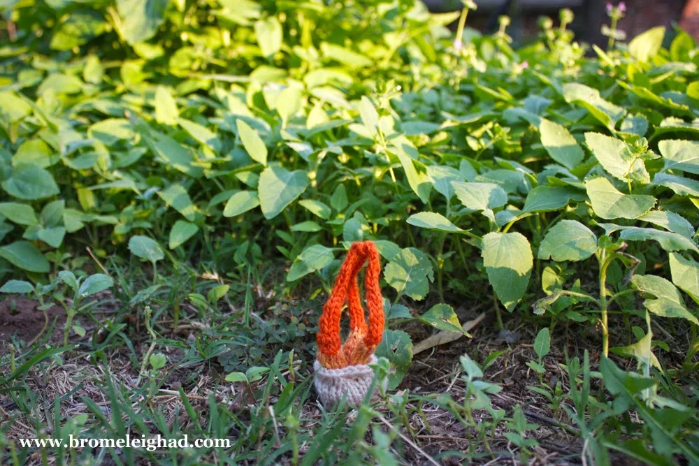stinkhorn-3.jpg