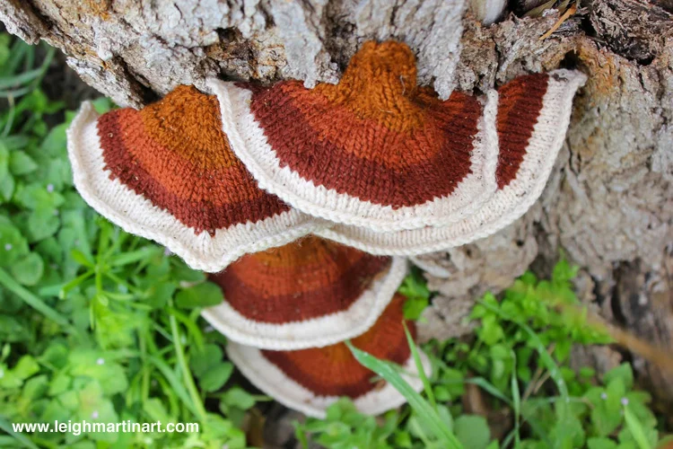 resinous-polypore-111.jpg