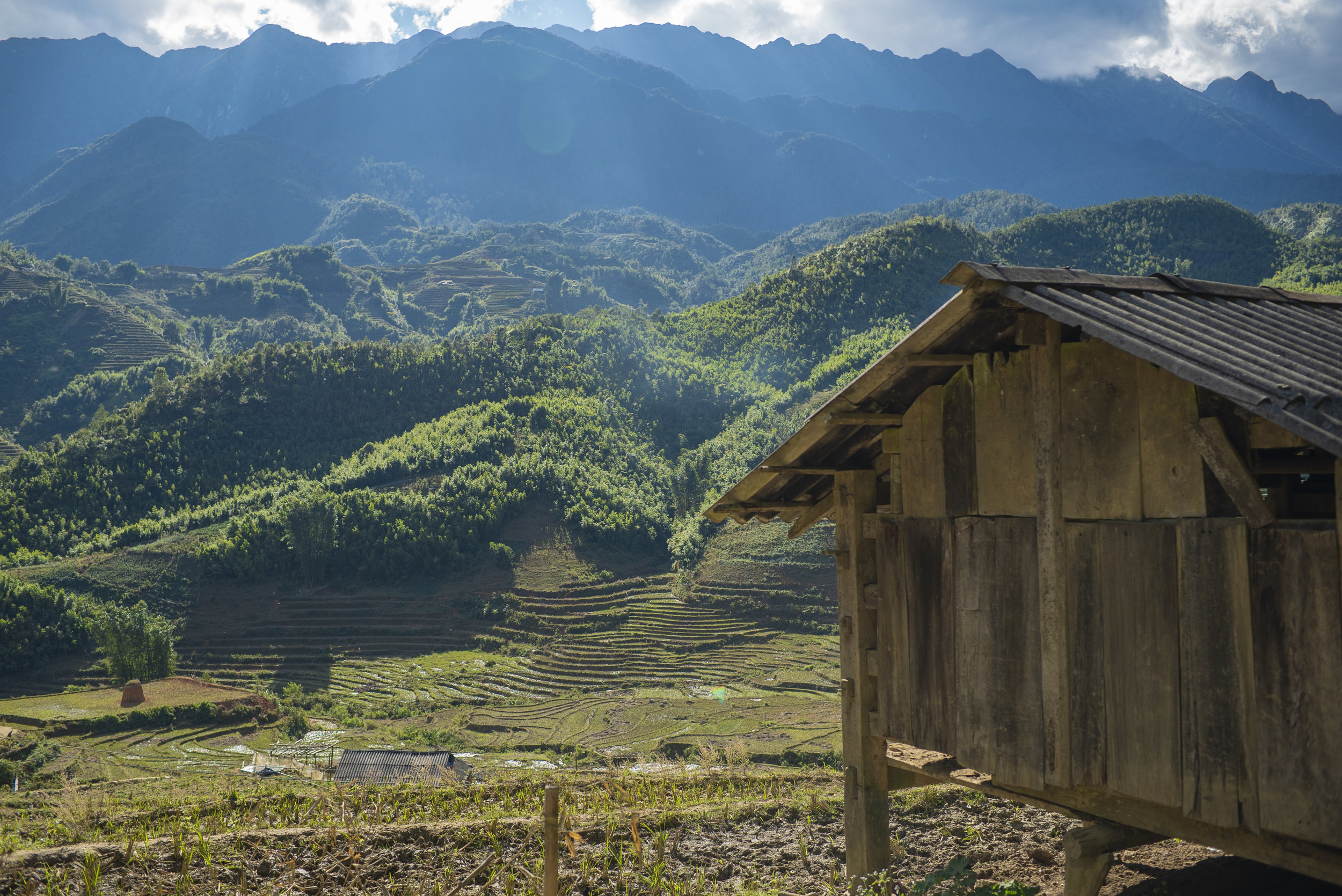 The house of the buffalo amidst terraced rice fields