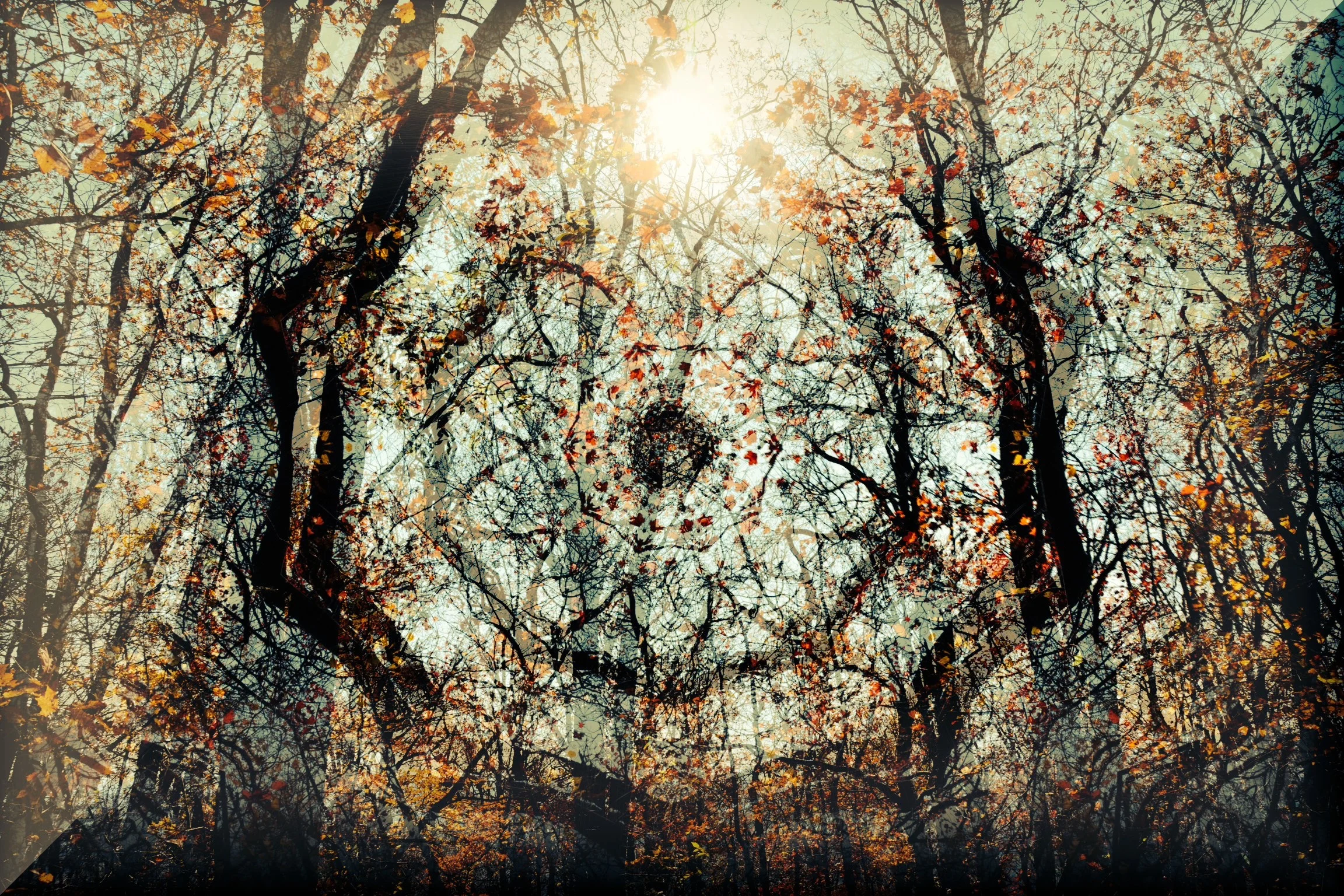 Kaleidoscoped Forrest.jpg
