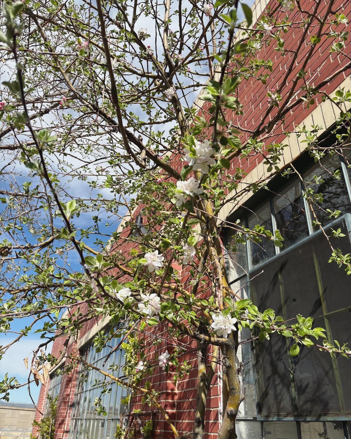 April was a stressy mess, but at least the trees are blossoming and I found a new apartment to call home in a few weeks (sneak peek of the balcony on the last slide!) 🌳🏠