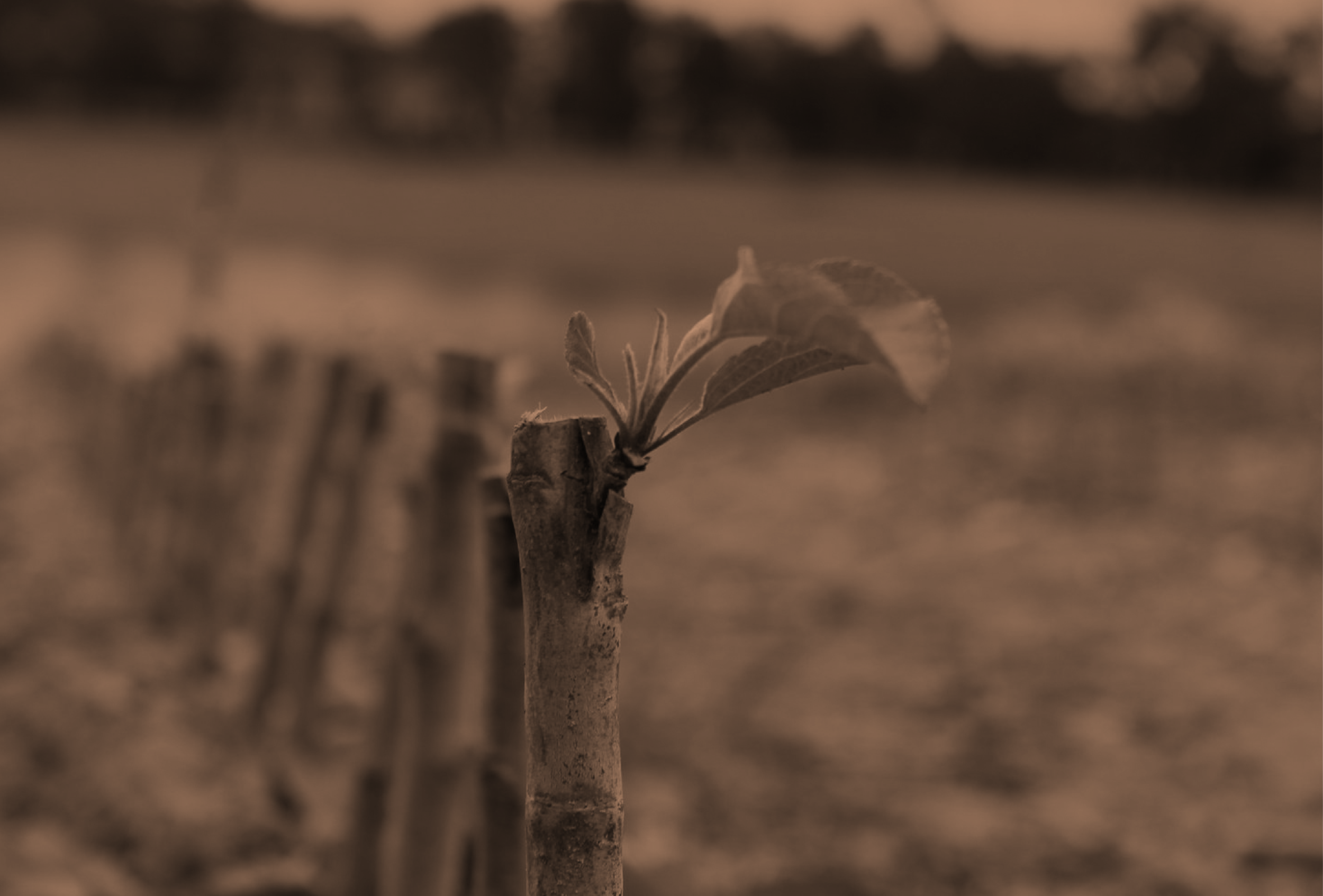 orchard background web.png