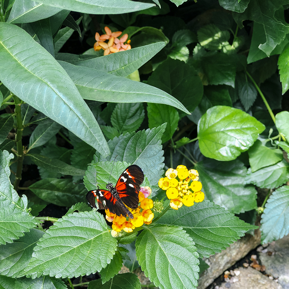  The Butterfly House 