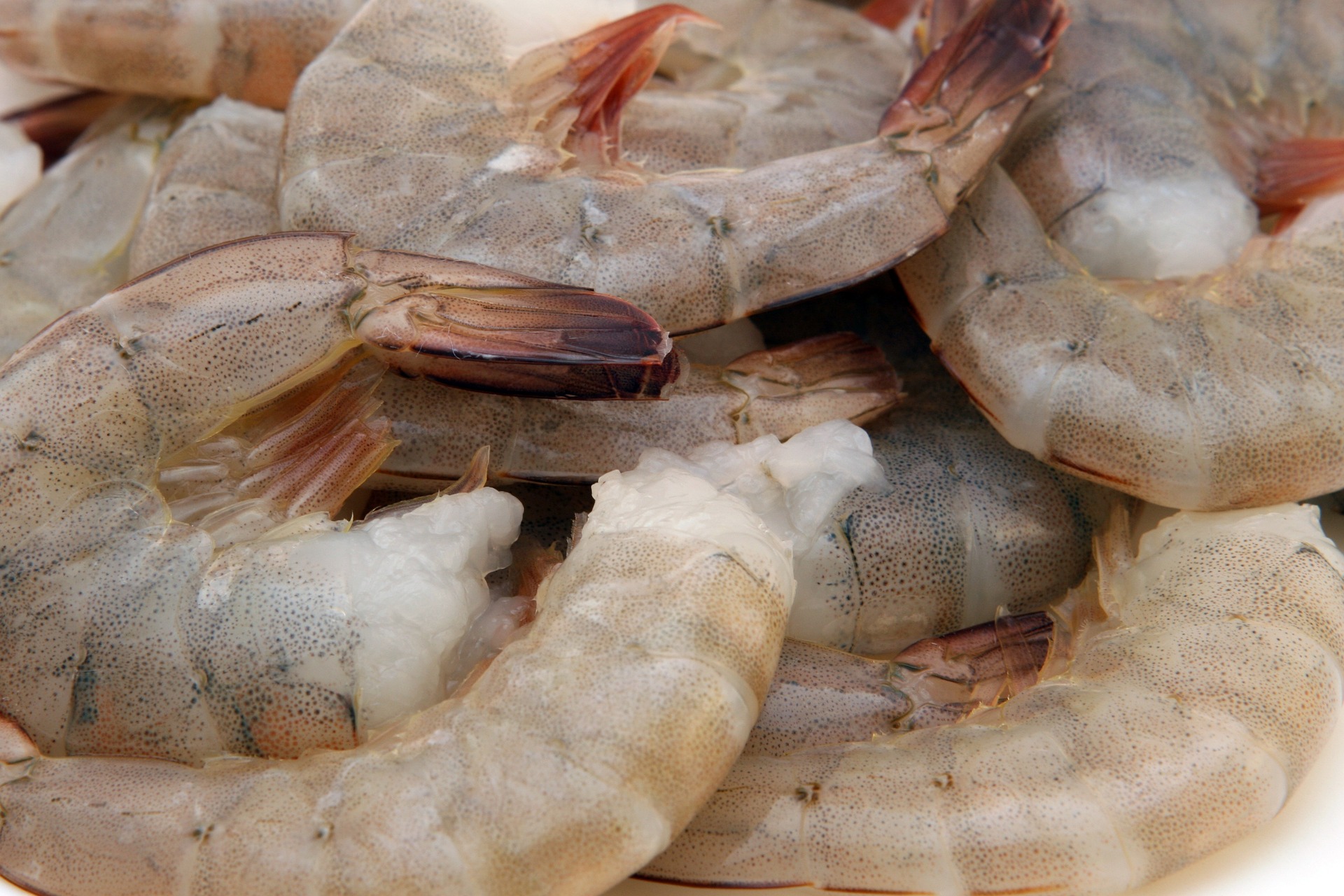 Jumbo 21-25 ct, Fresh Shrimp, Price/1 LB — God's Oceans