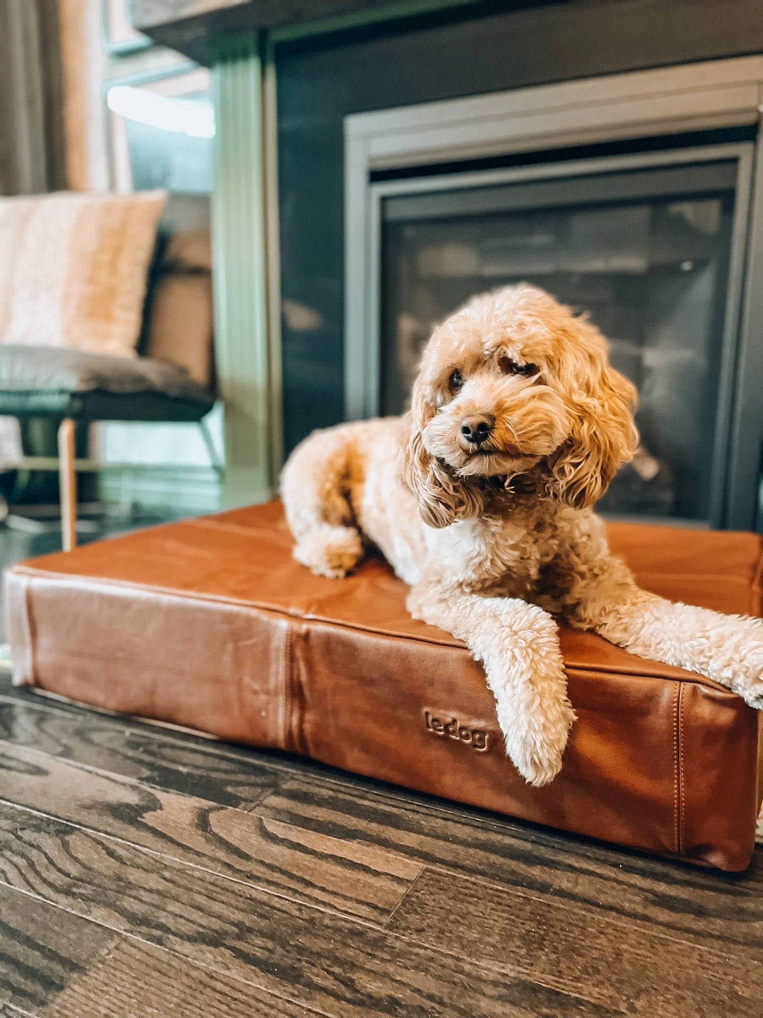 Must Love Dogs + Leather
