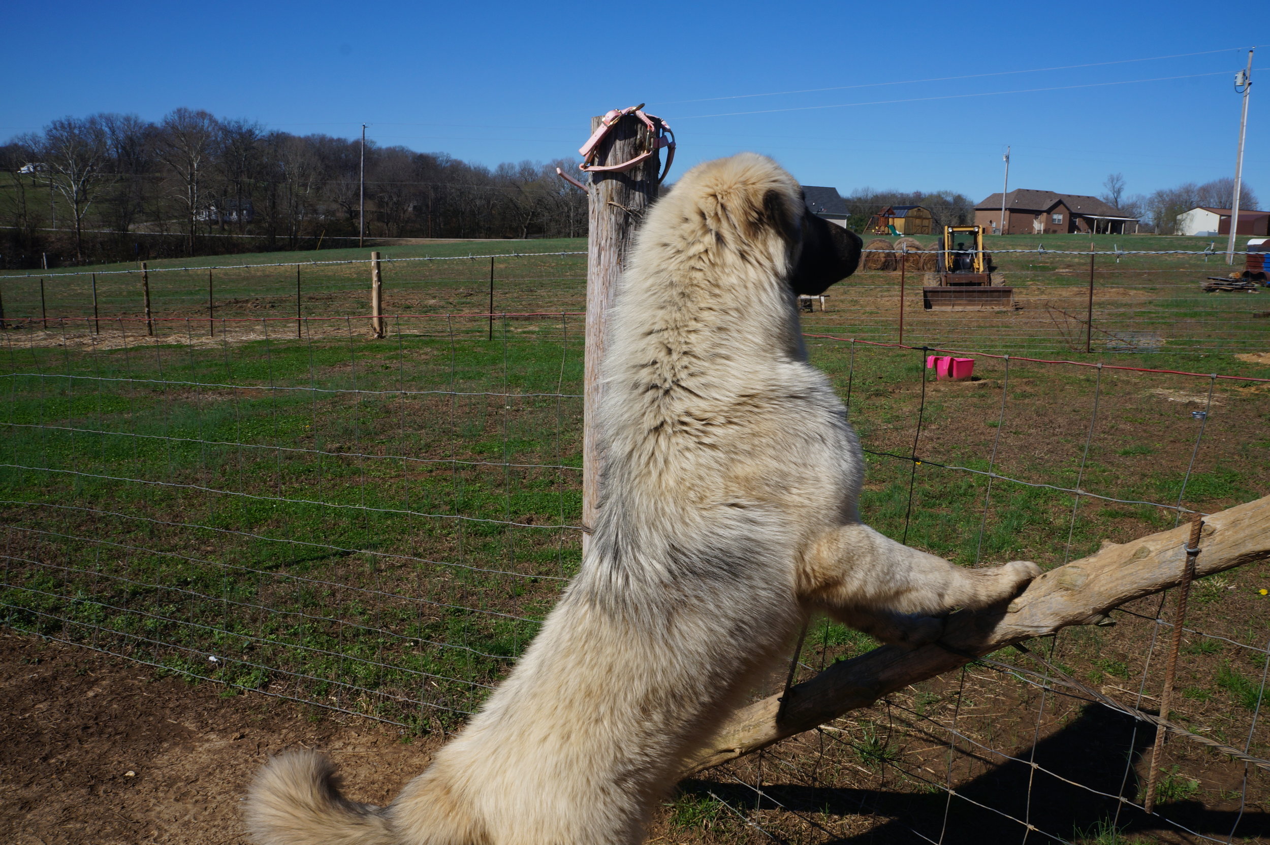Livestock Guardian Dogs