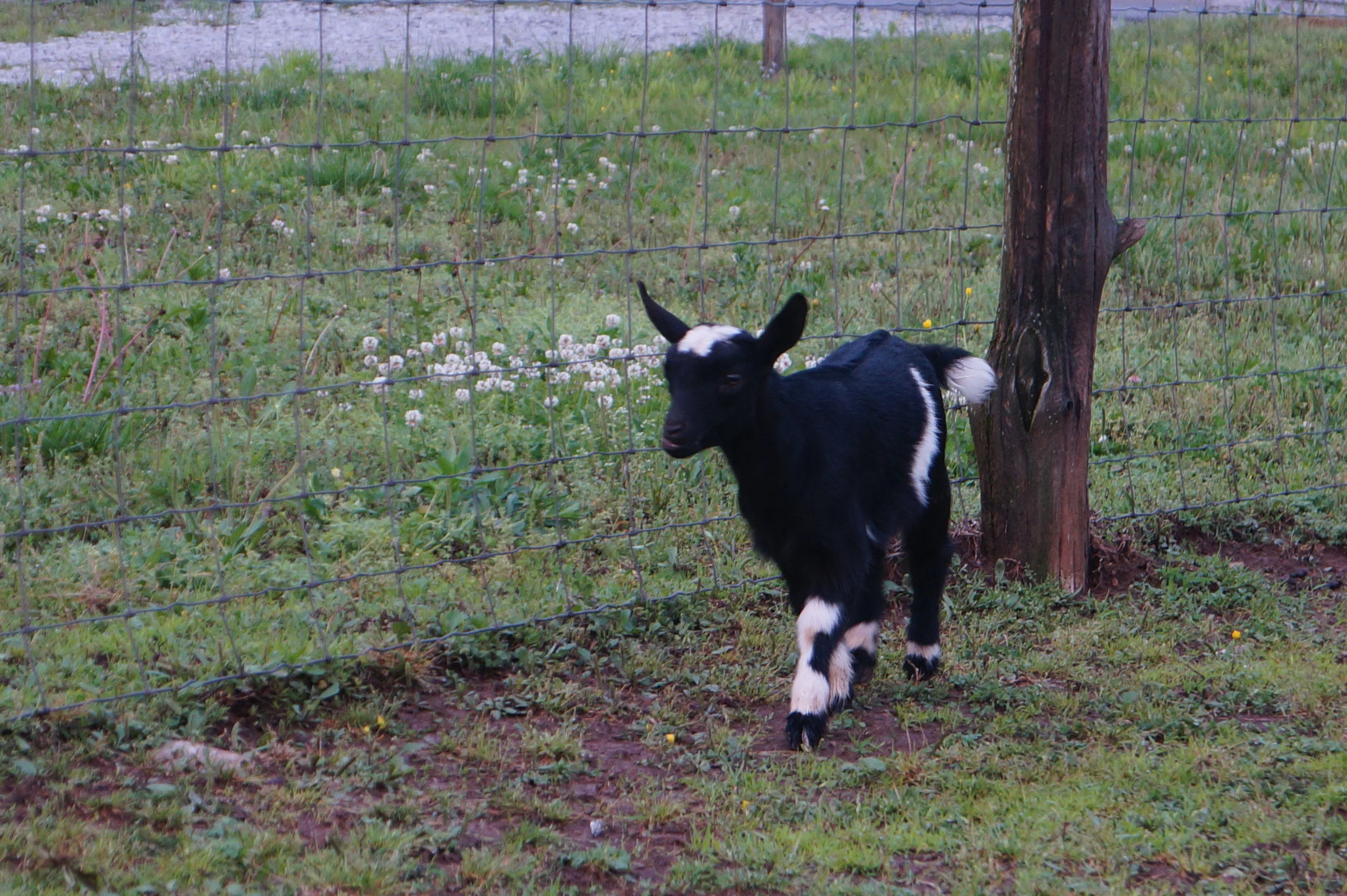 Dairy Doeling #14 (SOLD)