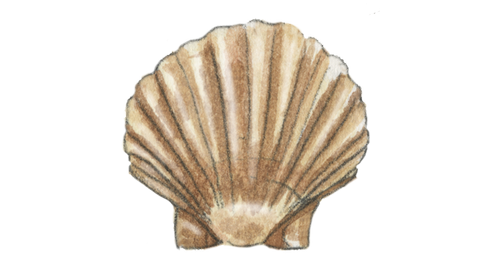 Crawdad Shell Pattern Delia Owens