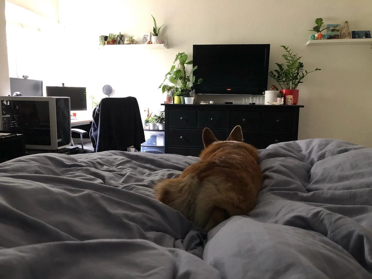 This little asshole is like 2 feet long and somehow takes up half the bed. 😑

#corgi