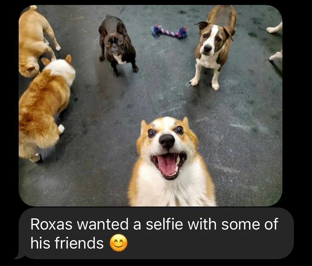 My dog&rsquo;s daycare gives me updates whenever he is there. Today was particularly adorable. 

#corgi