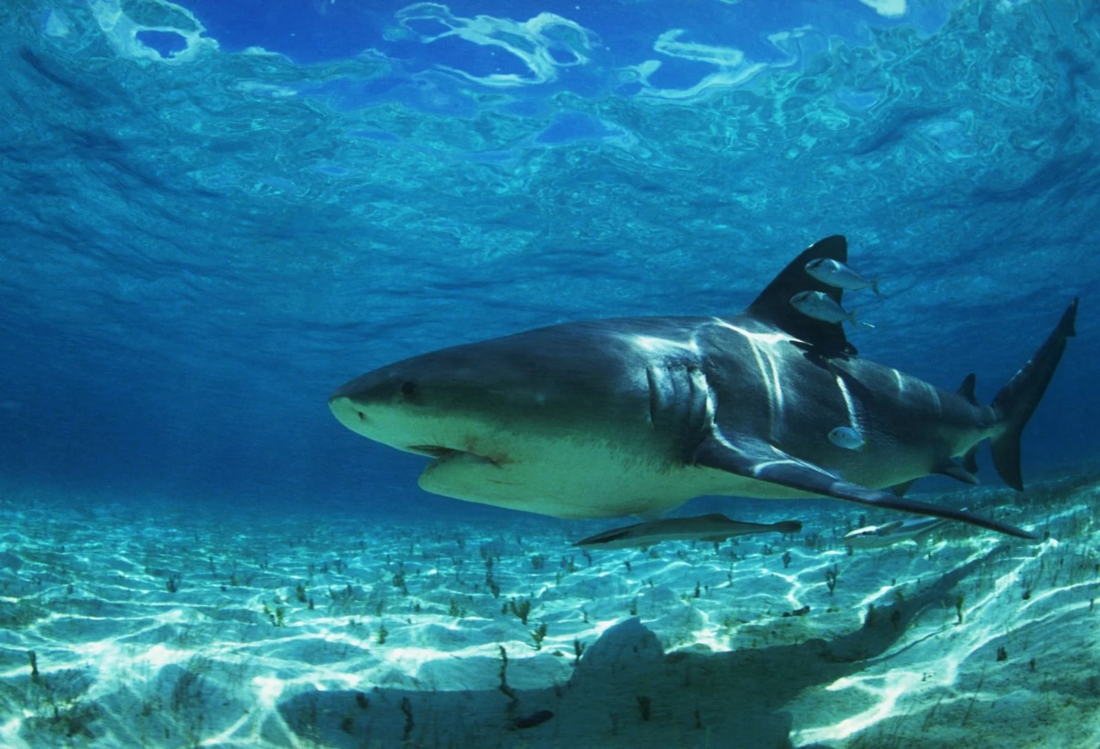 shark.jpg