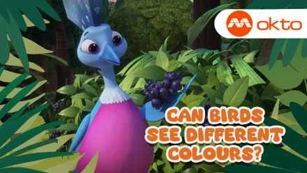 can birds see different colours.jpeg