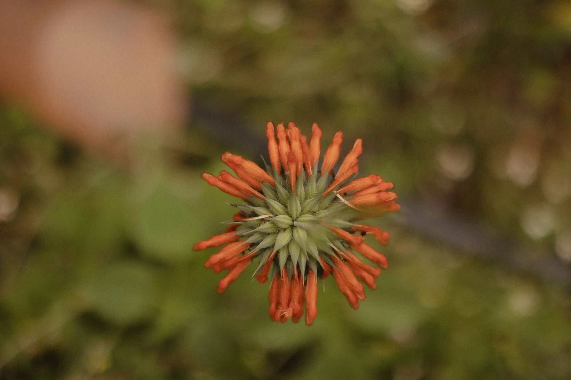 _MG_8009.jpg