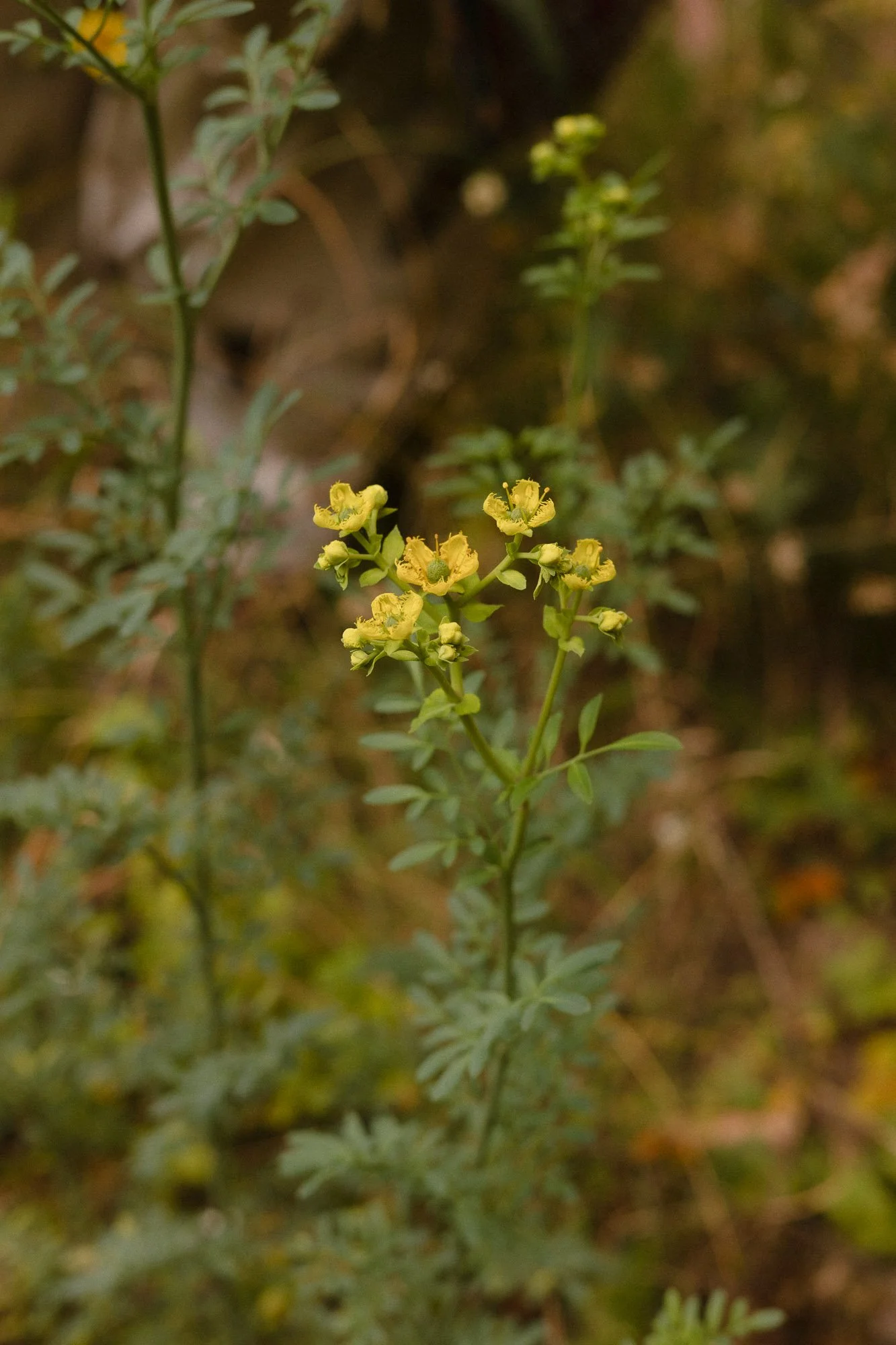 _MG_7941.jpg